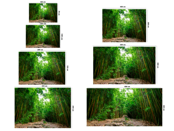 Fotomural Camino Bosque de Bambú