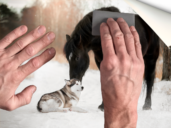 Fotomural Perro y Caballo