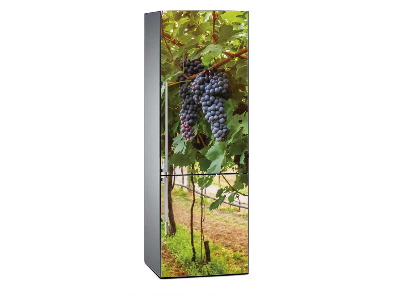  Vinilo adhesivo de pared: dos vides de uva, imagen de